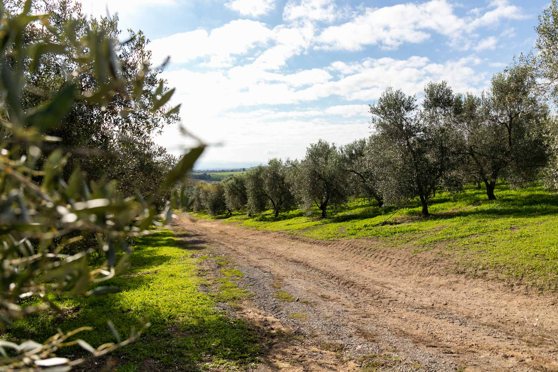 Olio della Tuscia